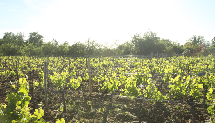 vignes