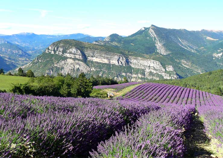 lavendel